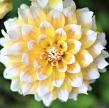 White Yellow flower seeds