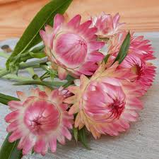Helichrysum Bracteatum flower seeds