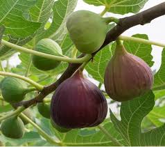 Kadota Fig Fruit Seeds for Planting – Heirloom Non-GMO Garden Seeds