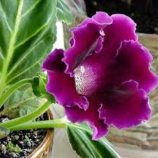 Pink Purple flower seeds