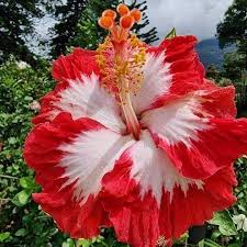 White Red flower seeds