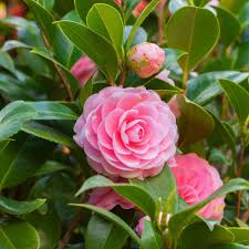 Camellia Pink flower seeds