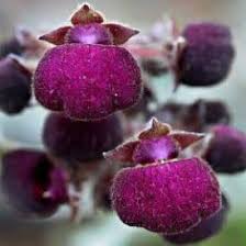 Violet Calceolaria flower seeds