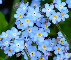 Forget Me flower seeds