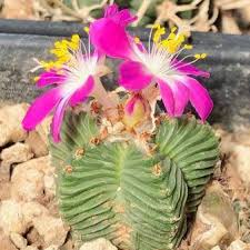 Aztekium flower seeds