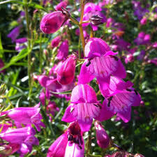 Purple Mexicali flower seeds