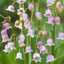 Pink Lily flower seeds