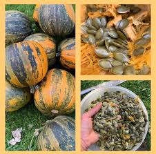 Kakai Hull-Less Pumpkin Seeds for Planting – Heirloom Pumpkin Seeds