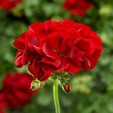 Deep Red flower seeds