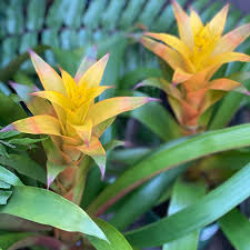 Yellow Bromeliad flower seeds