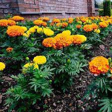 Marigold flower seeds
