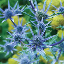 Sea Blue flower seeds