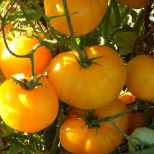 Yellow Tomato Seeds