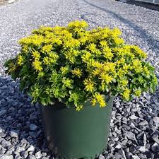 Yellow Stonecrop flower seeds