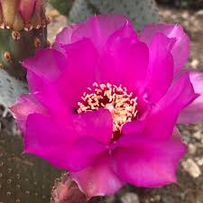 Pink Opuntia flower seeds