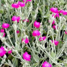 Violet Lychnis flower seeds