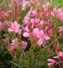 Pink Gaura flower seeds