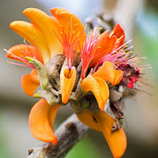 Yellow Erythrina flower seeds