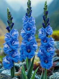 Blue Gladiolus flower seeds