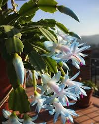 Blue Schlumbergera flower seeds