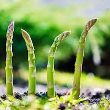 Asparagus Seeds