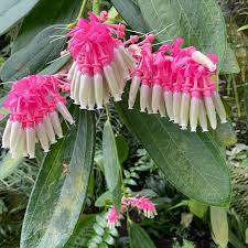 Cavendishia Grandifolia flower seeds