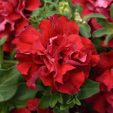 Burgundy Petunia flower seeds