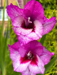 Red Purple flower seeds