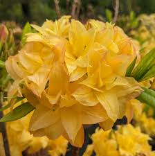Dark Yellow flower seeds