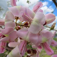 Pale Pink flower seeds