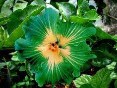 Green Hibiscus flower seeds