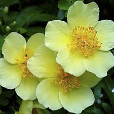 Yellow Xanthina flower seeds