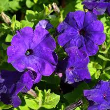 Blue Petunia flower seeds
