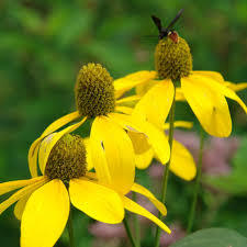 Cutleaf Coneflower flower seeds