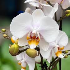 Orange White flower seeds