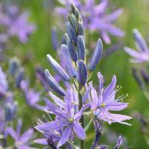 Camassia Blue Camas plant