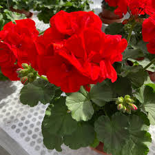 Pelargonium Hortorum flower seeds