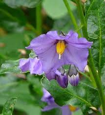 Solanum flower seeds
