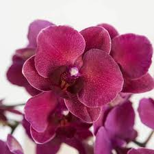 Burgundy Phalaenopsis flower seeds