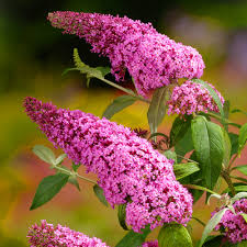 Pink Buddleia flower seeds