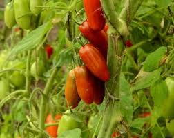 Red Speckled Tomato Seeds for Planting – Heirloom Garden Seeds