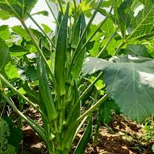 Clemson Spineless Okra Seeds