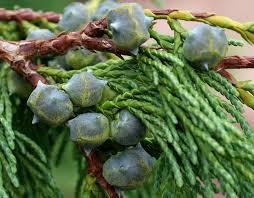 Pendula Chamaecyparis flower seeds