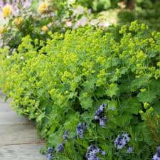 Achemilla Mollis flower seeds