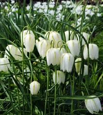 White Fritillaria flower seeds