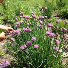 Garlic Chive Seeds for Planting – Heirloom Herb Garden Seeds