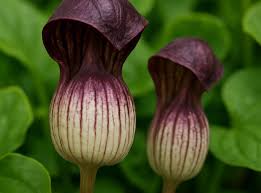 Arisarum Vulgare flower seeds