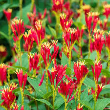 Jiaogulan flower seeds