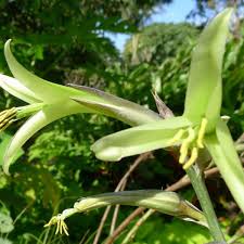 Green Puya flower seeds