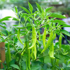 Green Bell Pepper Seeds